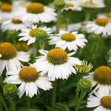 Třapatkovka nachová Meditation White, květináč 11 cm