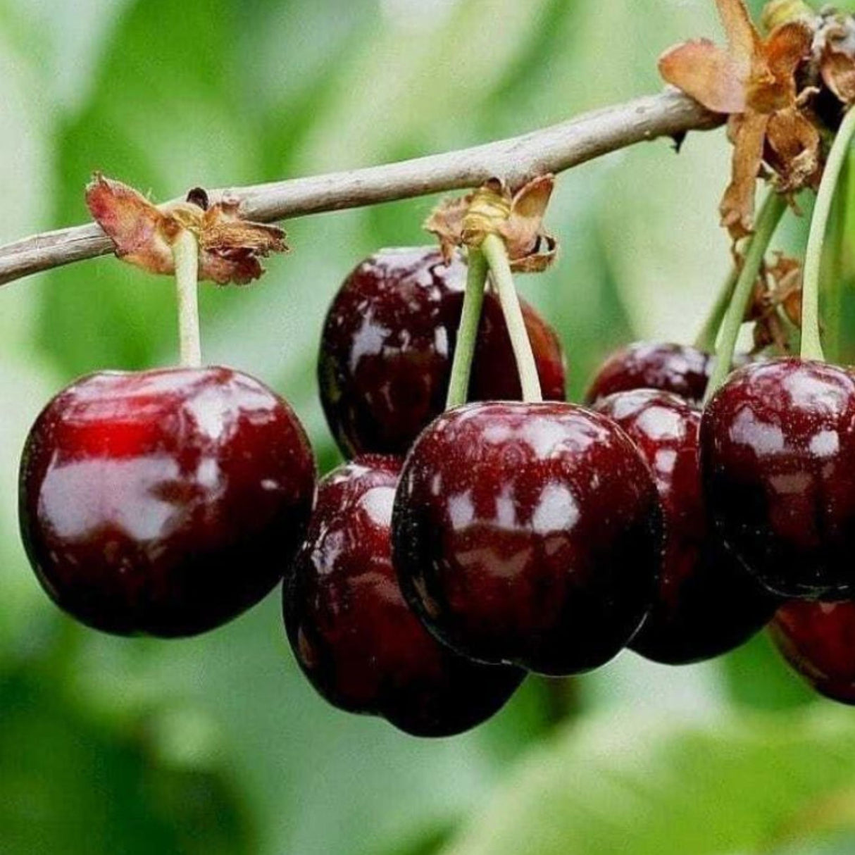 Třešeň Bigarreau Burlat na kmínku 100-110 cm, výška 160-180 cm, květináč 10 l