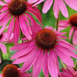 Třapatkovka Magnus, květináč 9 cm