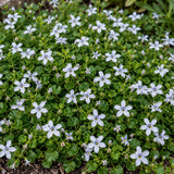Isotoma fluviatilis, květináč 9 cm