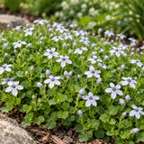 Isotoma fluviatilis, květináč 9 cm