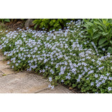 Isotoma fluviatilis, květináč 9 cm