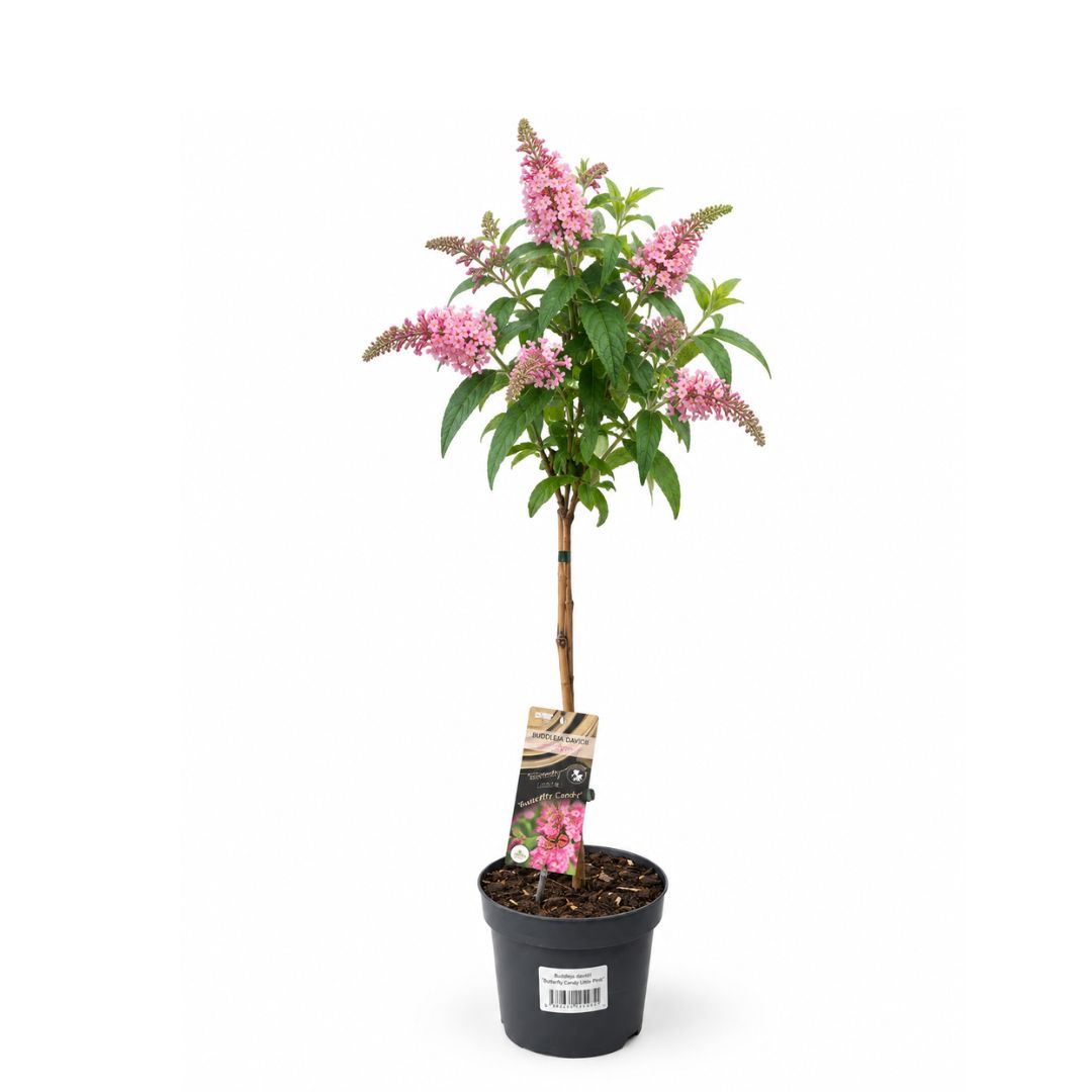 Komule Davidova Butterfly Candy Little Pink na kmínku, výška 50–70 cm, květináč 17 cm