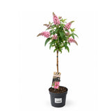 Komule Davidova Butterfly Candy Little Pink na kmínku, výška 50–70 cm, květináč 17 cm