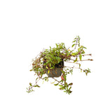 Mydlice bazalkolistá, květináč 9 cm