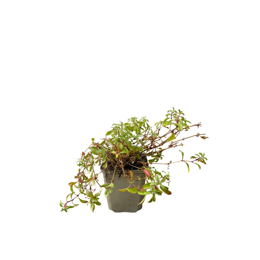 Mydlice bazalkolistá, květináč 9 cm