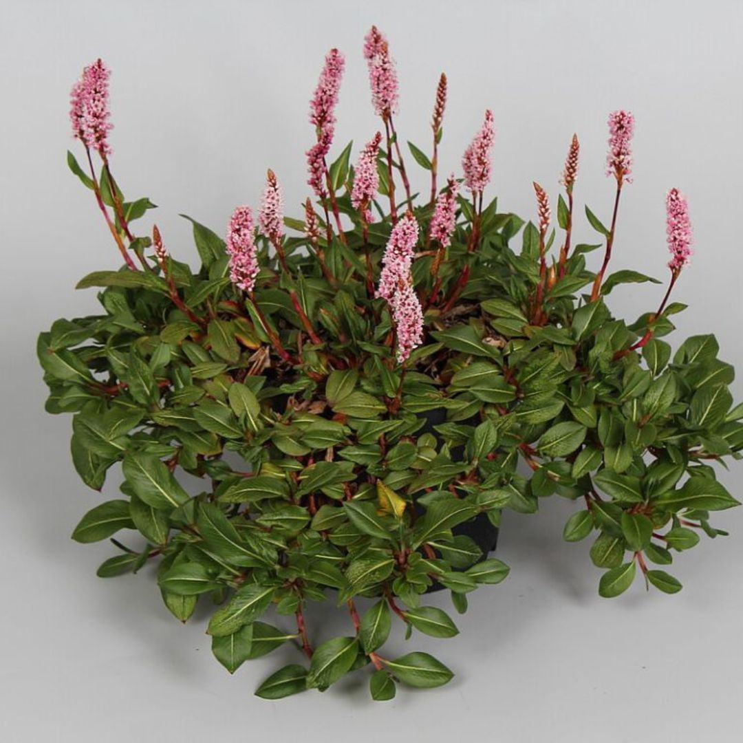 Rdesno 'Superba', květináč 9 cm