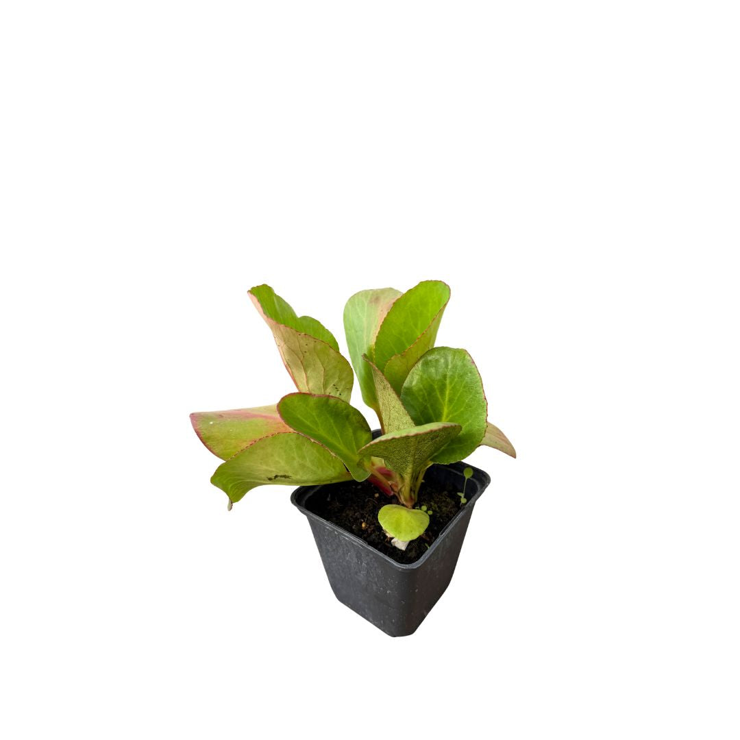 Bergénie srdčitolistá Rothblum, květináč 9 cm