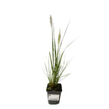 Dochan psárkovitý Hameln, květináč 9 cm