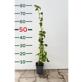 Hortenzie řapíkatá, výška 30–40 cm, květináč 9 cm
