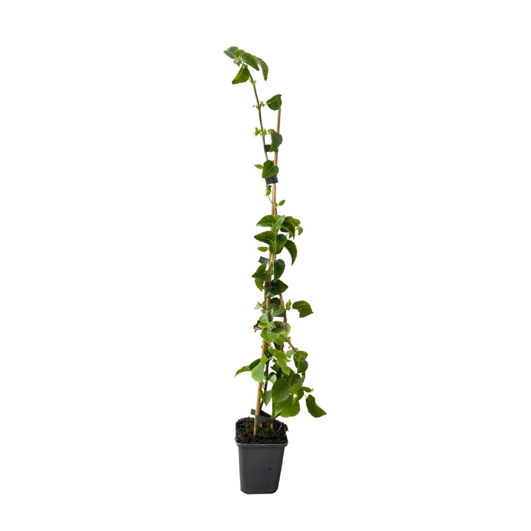 Hortenzie řapíkatá, výška 30–40 cm, květináč 9 cm