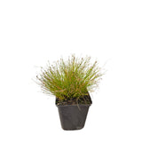 Isolepis carnea, květináč 9 cm