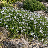 Isotoma fluviatilis, květináč 9 cm