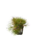 Kostřava metlovitá Pic Carlit, květináč 9 cm