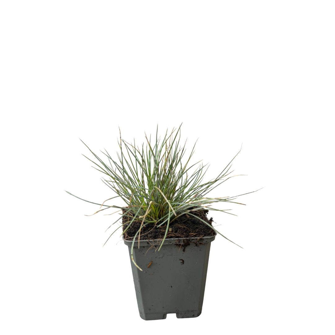 Kostřava popelavá Elijah Blue, květináč 9 cm