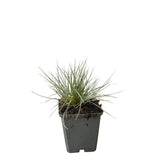Kostřava popelavá Elijah Blue, květináč 9 cm