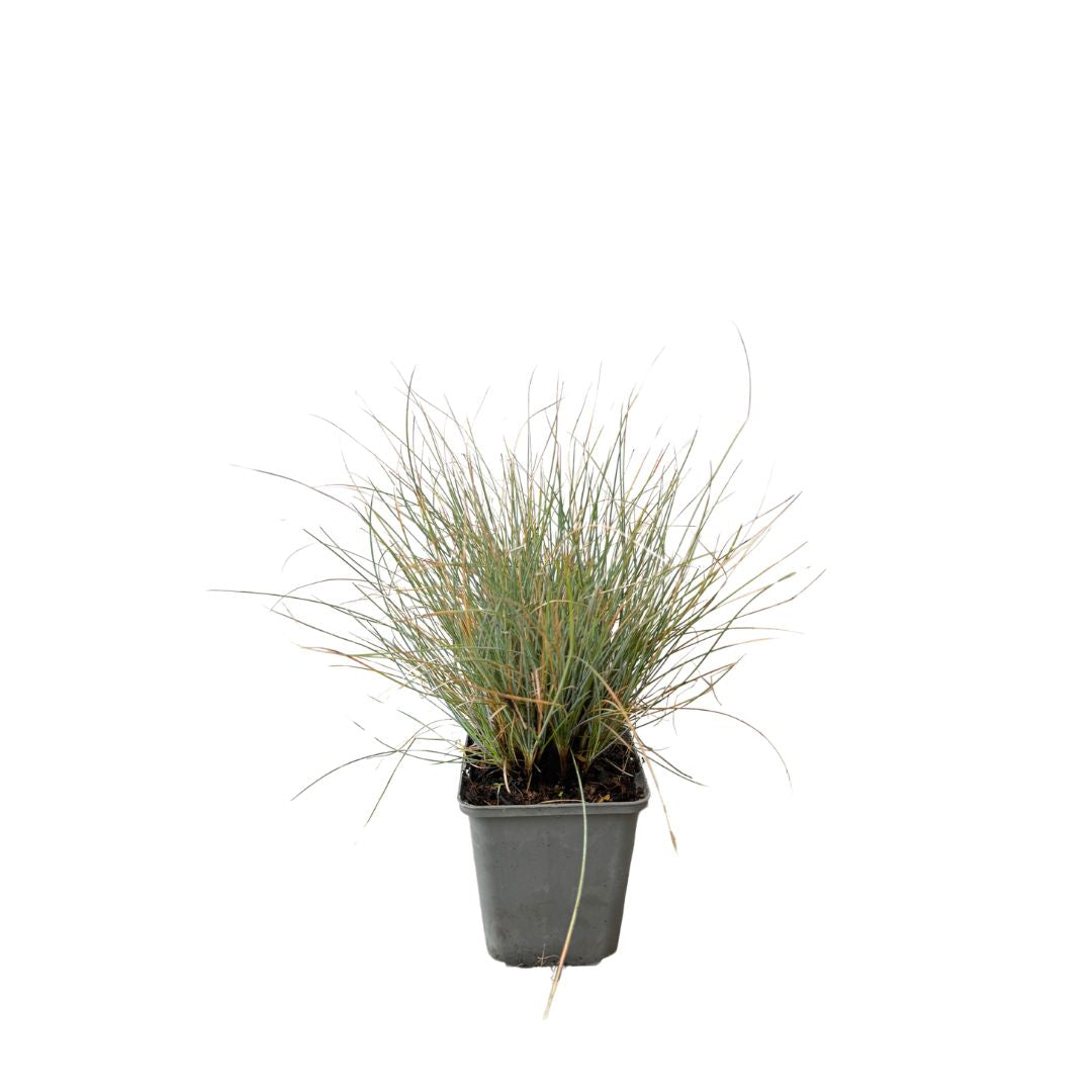 Kostřava popelavá Blauglut, květináč 9 cm