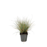Kostřava popelavá Blauglut, květináč 9 cm