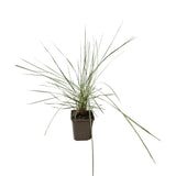 Muhla mexická červená, květináč 9 cm