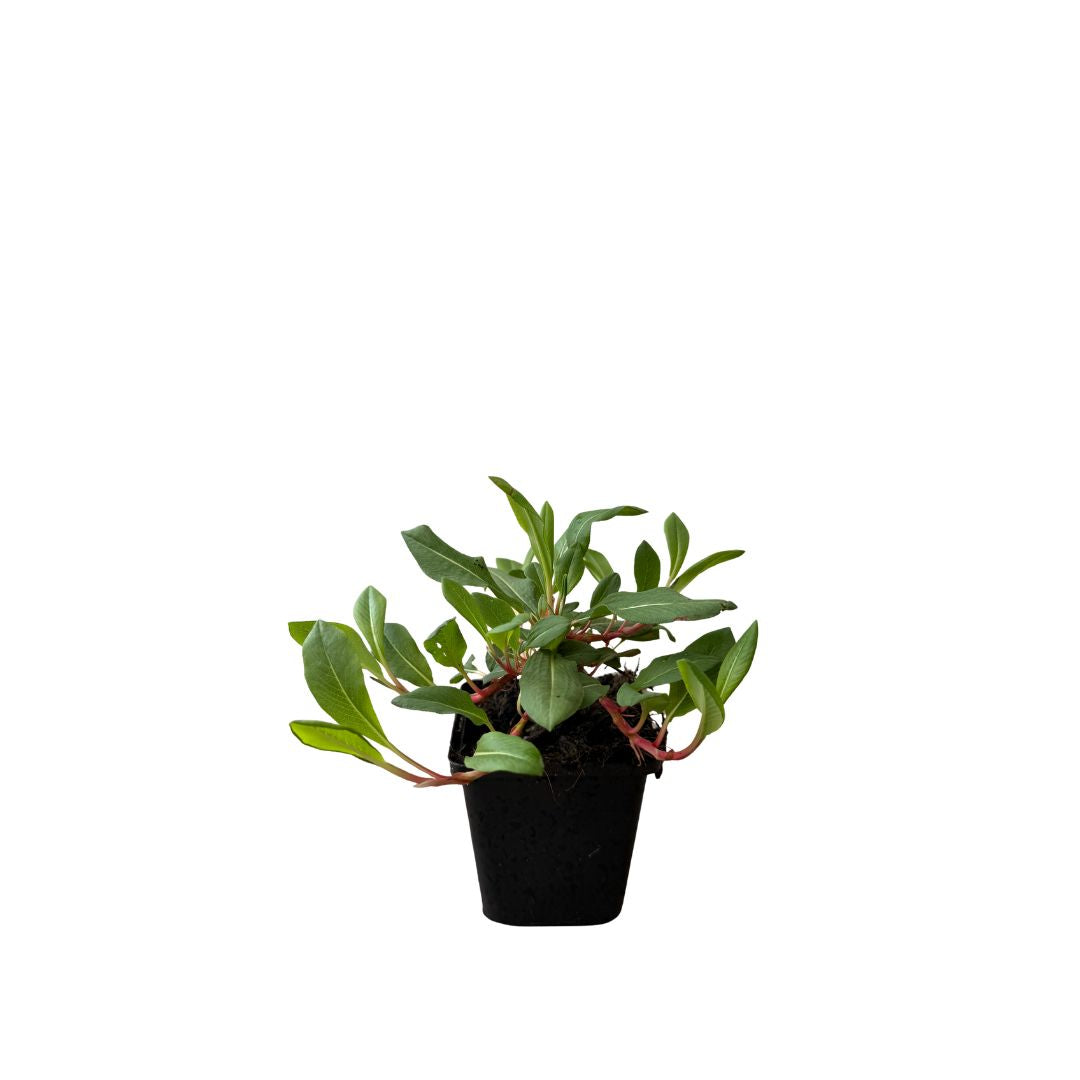 Rdesno 'Superba', květináč 9 cm
