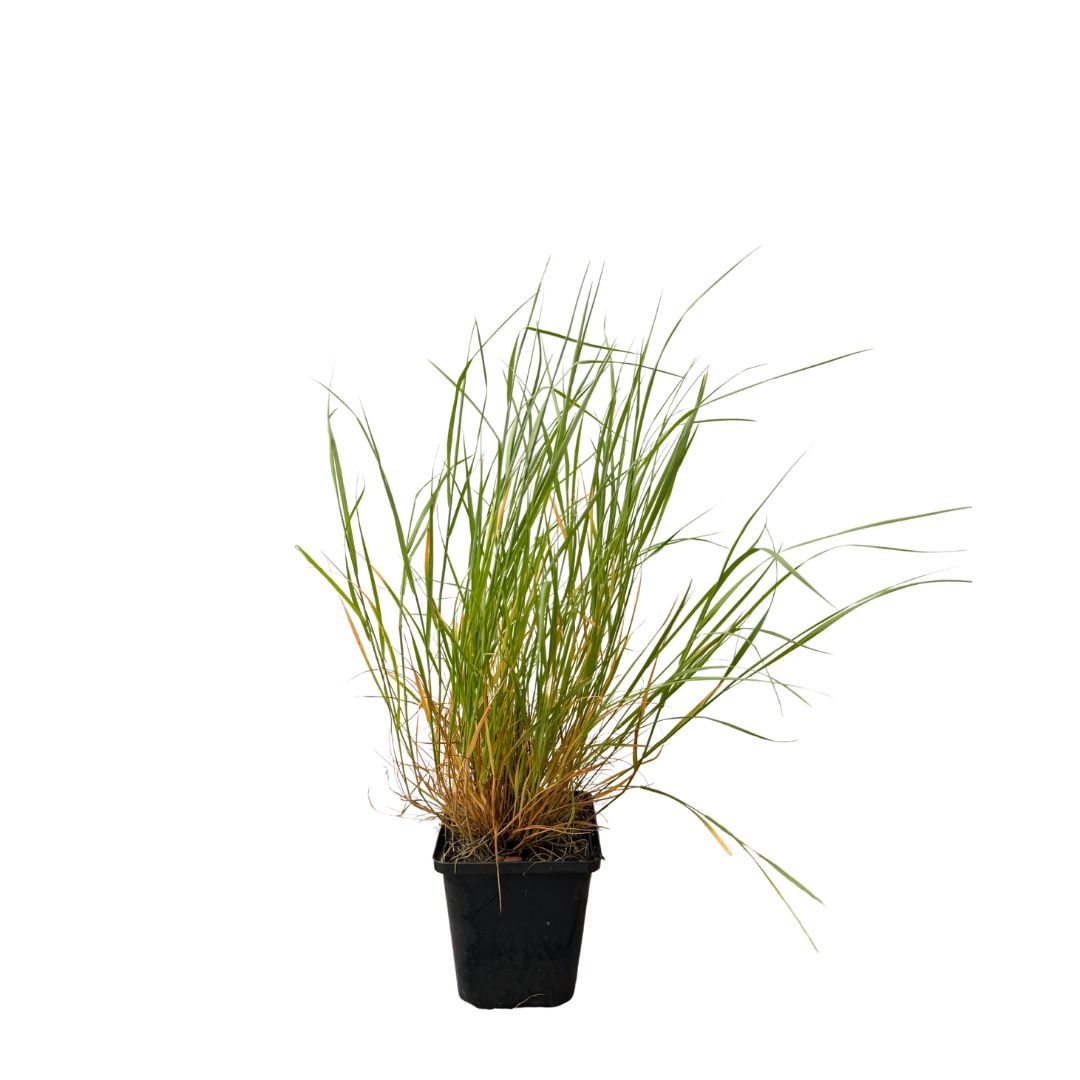 Strdivka brvitá, květináč 9 cm