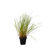 Strdivka brvitá, květináč 9 cm