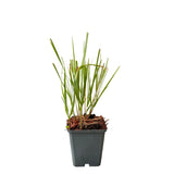 Třtina ostrokvětá Karl Foerster, květináč 9 cm
