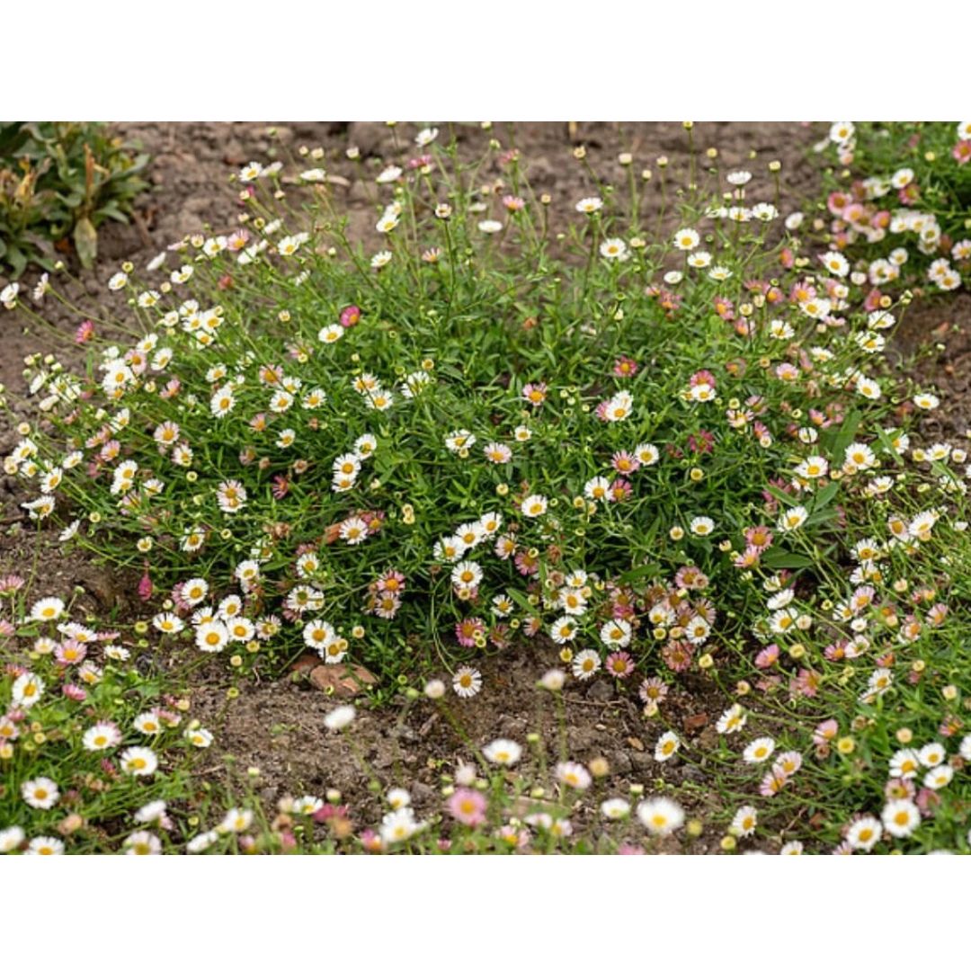 Turan Karvinského, květináč 9 cm
