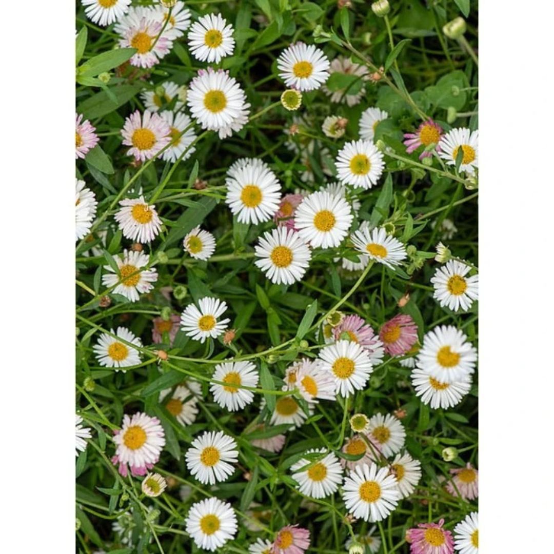 Turan Karvinského, květináč 9 cm
