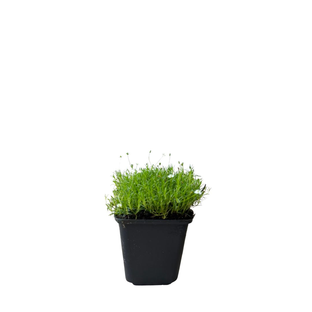 Úrazník šídlovitý, květináč 9 cm