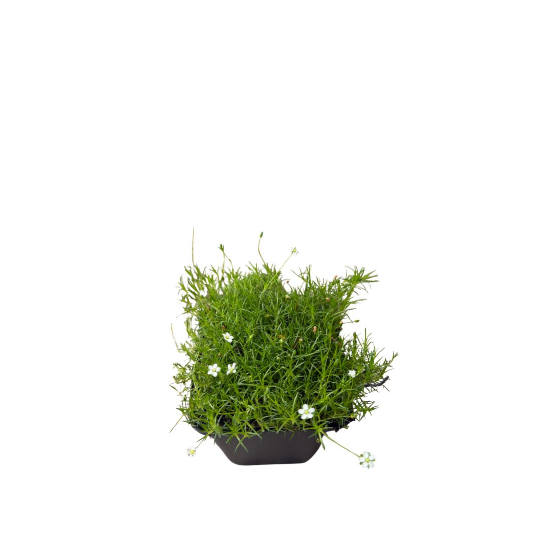 Úrazník šídlovitý, květináč 9 cm