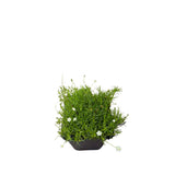 Úrazník šídlovitý, květináč 9 cm