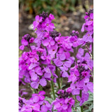 Trýzel lnolistý Super Bowl Mauve, květináč 9 cm