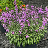 Trýzel lnolistý Super Bowl Mauve, květináč 9 cm