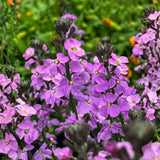 Trýzel lnolistý Super Bowl Mauve, květináč 9 cm