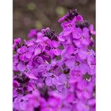 Trýzel lnolistý Super Bowl Mauve, květináč 9 cm