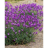 Trýzel lnolistý Super Bowl Mauve, květináč 9 cm