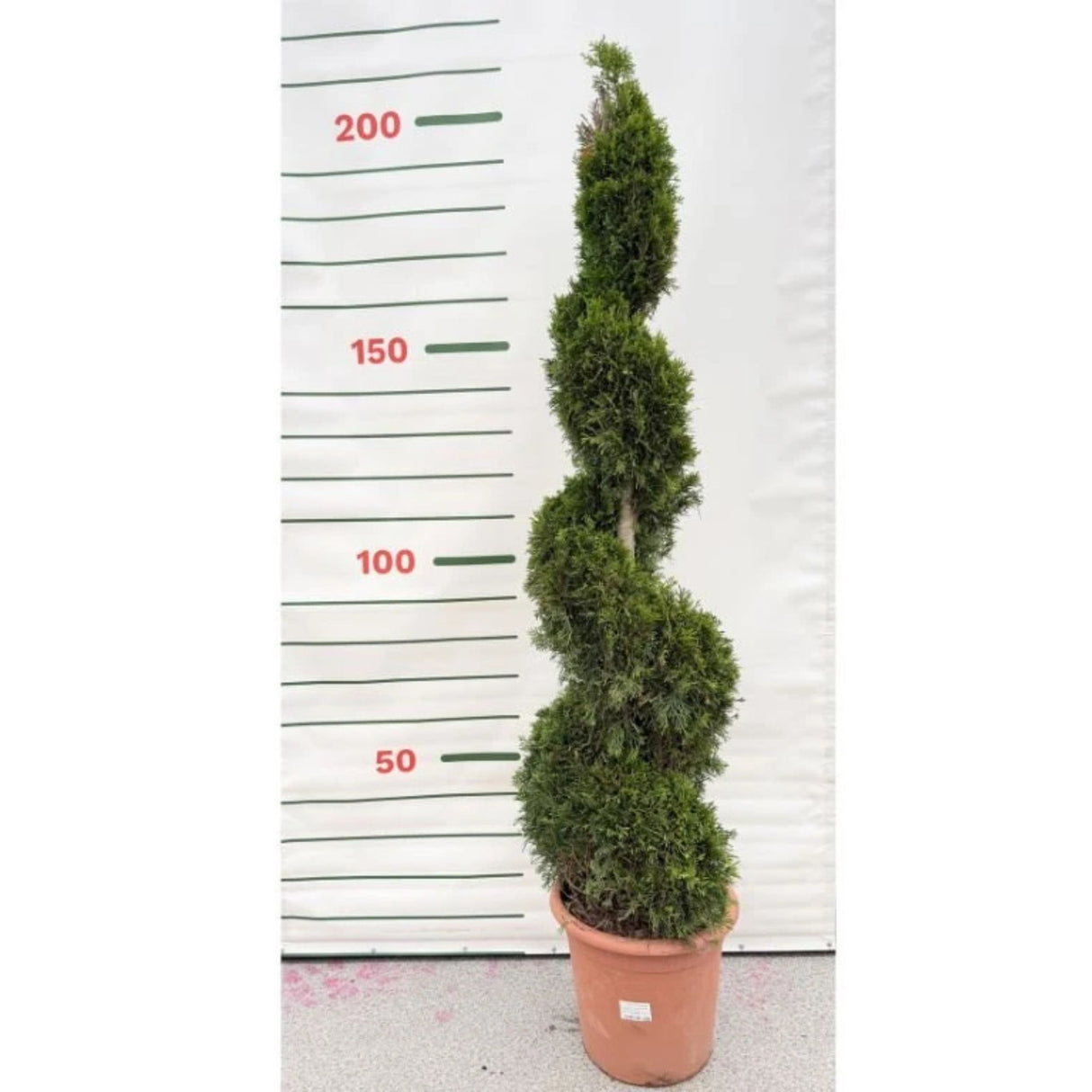 Túje, zerav západní Smaragd, spirála, výška 160-180 cm, květináč 24 l