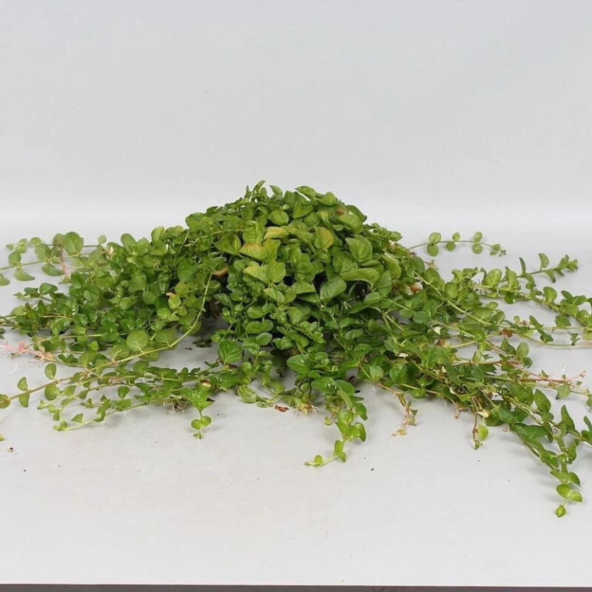 Vrbina penízková, květináč 9 cm