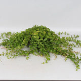 Vrbina penízková, květináč 9 cm