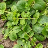 Vrbina penízková, květináč 9 cm