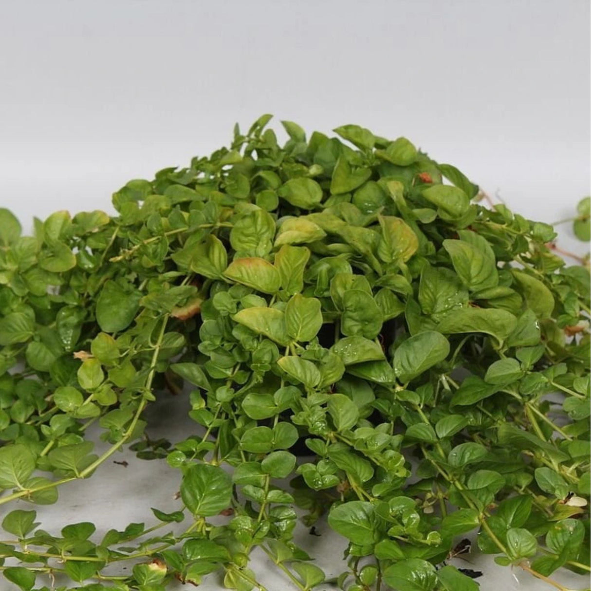 Vrbina penízková, květináč 9 cm
