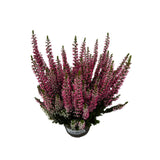 Vřes Garden Girls tmavě růžový, květináč 13 cm