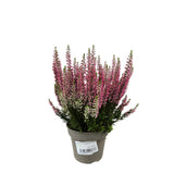 Vřes Garden Girls tmavě růžový, květináč 13 cm
