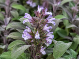 Šalvěj lékařská Purpurascens, květináč 9 cm