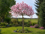 Magnolie March Till Frost na vysokém kmínku 210–220 cm, výška 240–260 cm, květináč 18 l