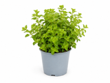 Dobromysl, oregano, květináč 14 cm