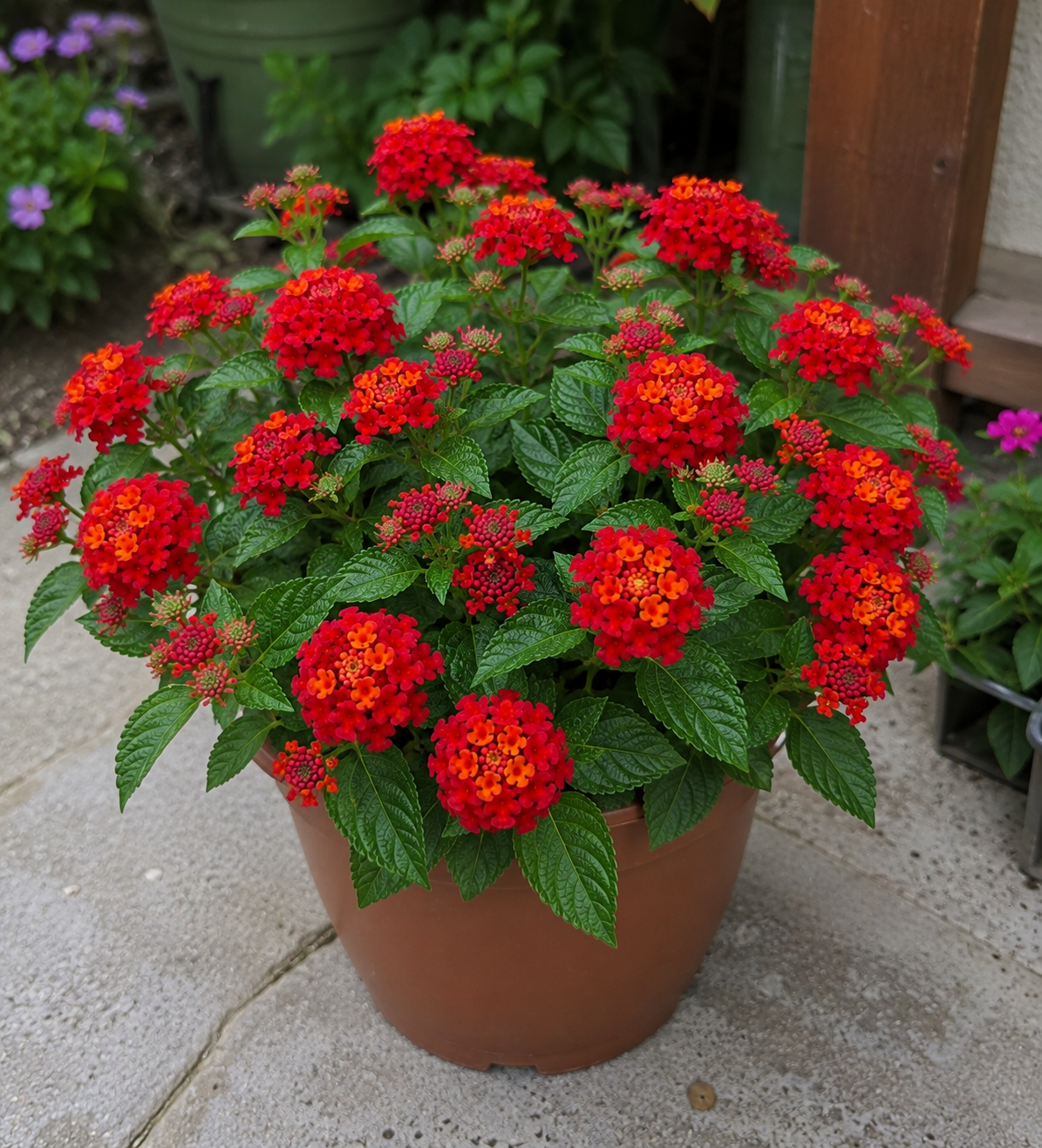 Lantana Lantropics Red, květináč 12 cm