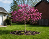 Magnolie Susan na kmínku 50–60 cm, výška 110–130 cm, květináč 10 l