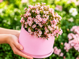 Minirůže Cutie Pie, výška 10–15 cm, květináč 9 cm